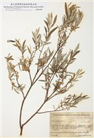 藏品(細葉沼柳)的圖片